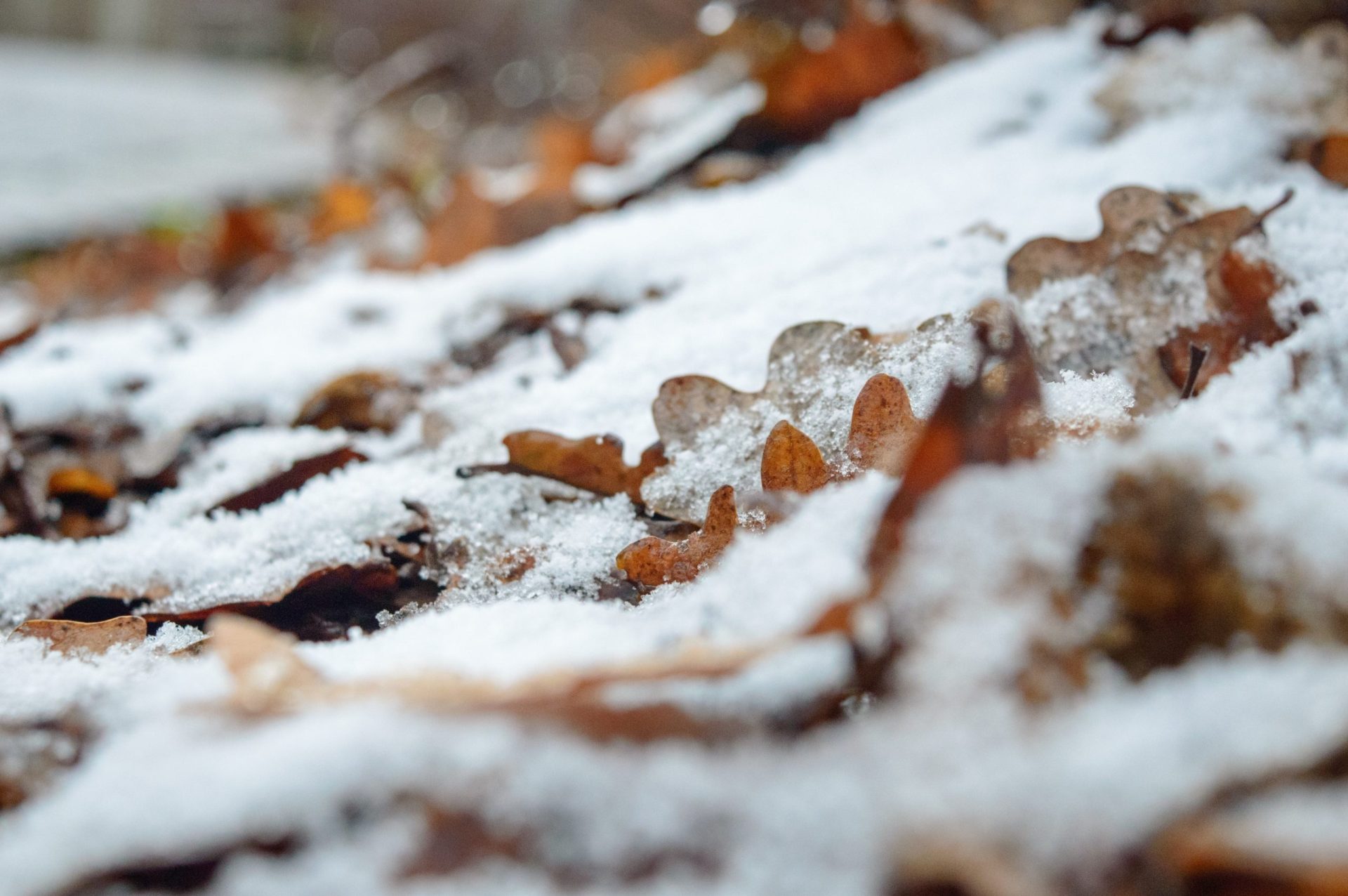 Nahaufnahme von mit Schnee und Frost bedeckten Blättern auf dem Boden